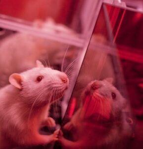 RATSbehavioralRooms